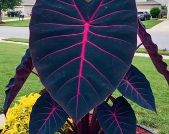 thumbnail interactive-video image 1 of 25+ Seeds Edgy Pink Calathea Couture Flower Indoor Or Outdoor 1 of 11