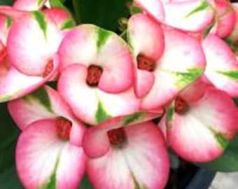 7 DIAMONDS**Crown Of Thorns-Euphorbia Milii**Christ Plant**Very Small Well Rooted Starter Plant*2-6 Inches Tall**Extremely Rare Variety