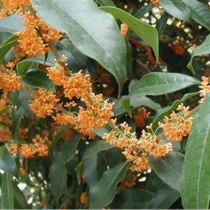 APRICOT ECHO Fragrant Tea Sweet Olive Osmanthus fragran Rooted Starter Plant~~Absolutely Delightful Fragrance!