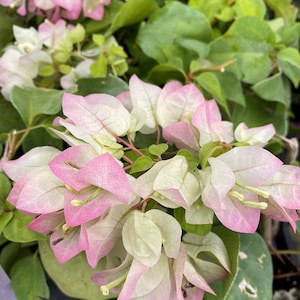 Yani&#39;s Delight Bougainvillea Small Well Rooted Starter Plant**Blooms open White as they age the Purple comes out!