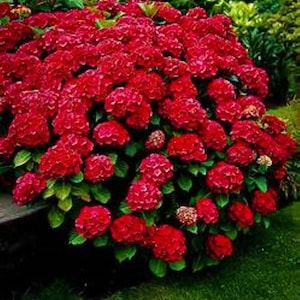 RUBY SLIPPERS**Hydrangea Starter Plant**Opens White turns Dark Pink then Deepens to Blood Red