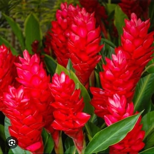 Hawaiian Red Ginger-Alpinia Purpurata-SMALL ROOTED STARTER Plant