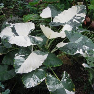 Milky Way - Colocasia esculenta- Elephant Ear - SMALL Rooted STARTER Plant-Huge Beautiful Variegated Leaves! Very Rare & HTF