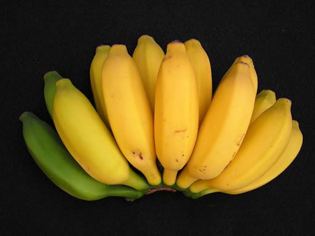 Pisang Ceylon Musa Banana Tree--small Rooted Starter Plant-aka