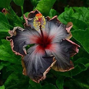 BLACK RAINBOWSMALL Rooted Tropical Hibiscus Starter PlantShips Bare RootVery Rare image 8