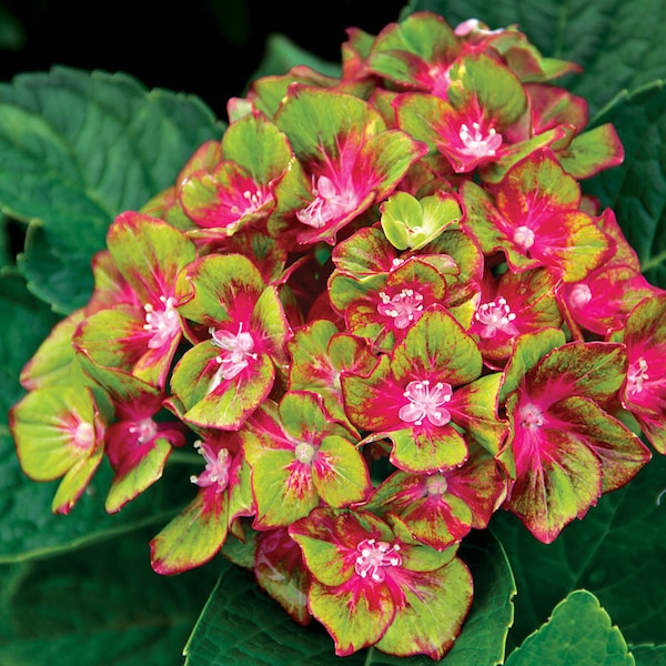 PISTACHIO***Hydrangea Starter Plant***Gorgeous Lime & Pink Blooms**Please see all pictures!