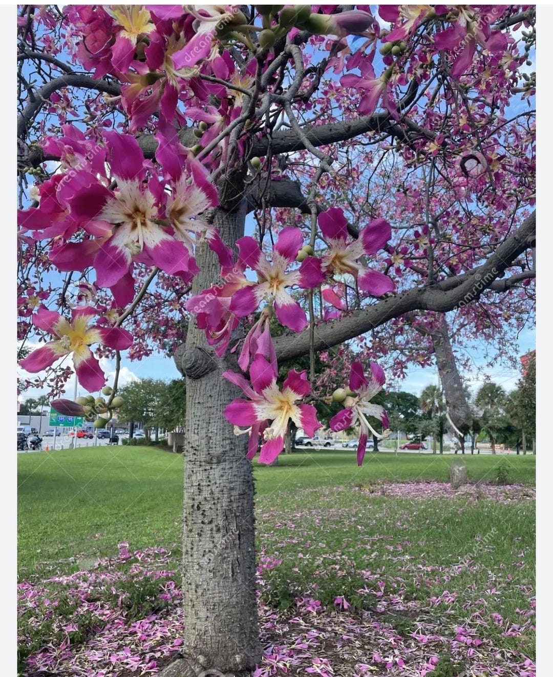 Pink Silk Floss Tree-ceiba Specios-extremely Rare Tree! Beautiful