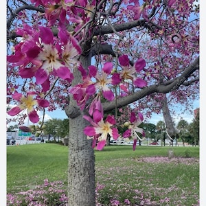 Ceiba Aesculifolia セイバ　エスキリフォリア【激レア！？】 Pink Silk Floss Tree-ceiba Specios-extremely Rare Tree! Beautiful