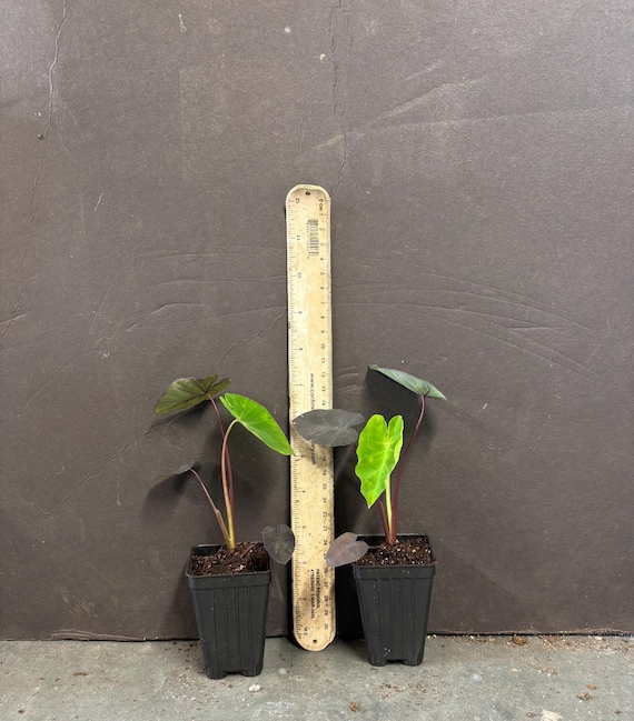 Black Lava - Colocasia Esculenta- Elephant Ear - SMALL ROOTED