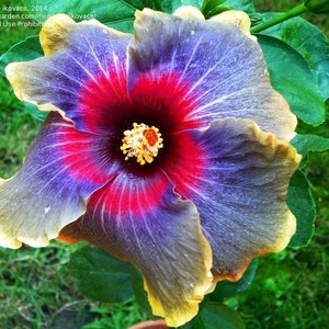 BLACK RAINBOWSMALL Rooted Tropical Hibiscus Starter PlantShips Bare RootVery Rare image 6