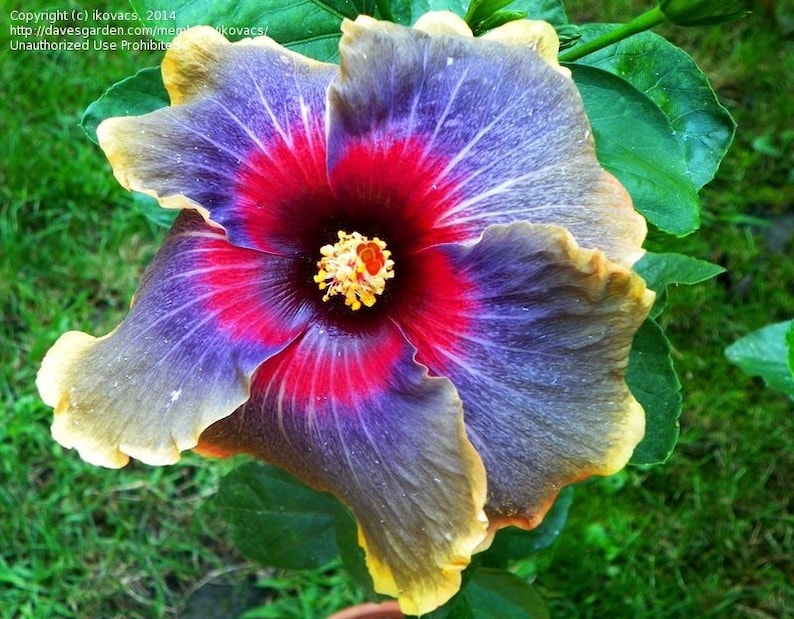 BLACK RAINBOWSMALL Rooted Tropical Hibiscus Starter PlantShips Bare RootVery Rare image 6