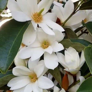 Fairy White~Michelia doltsopa Magnolia Tree~White Fragrant Blooms! Well Rooted!