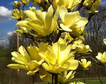 BUTTERFLIES~Magnolia Tree Hybrid~Vivid Yellow Fragrant Blooms! 20-28" Tall~ Large 1 Gal Pot! Extremely Rare & Hard to Find!