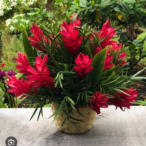 Hawaiian Red Ginger-Alpinia Purpurata-SMALL ROOTED STARTER Plant