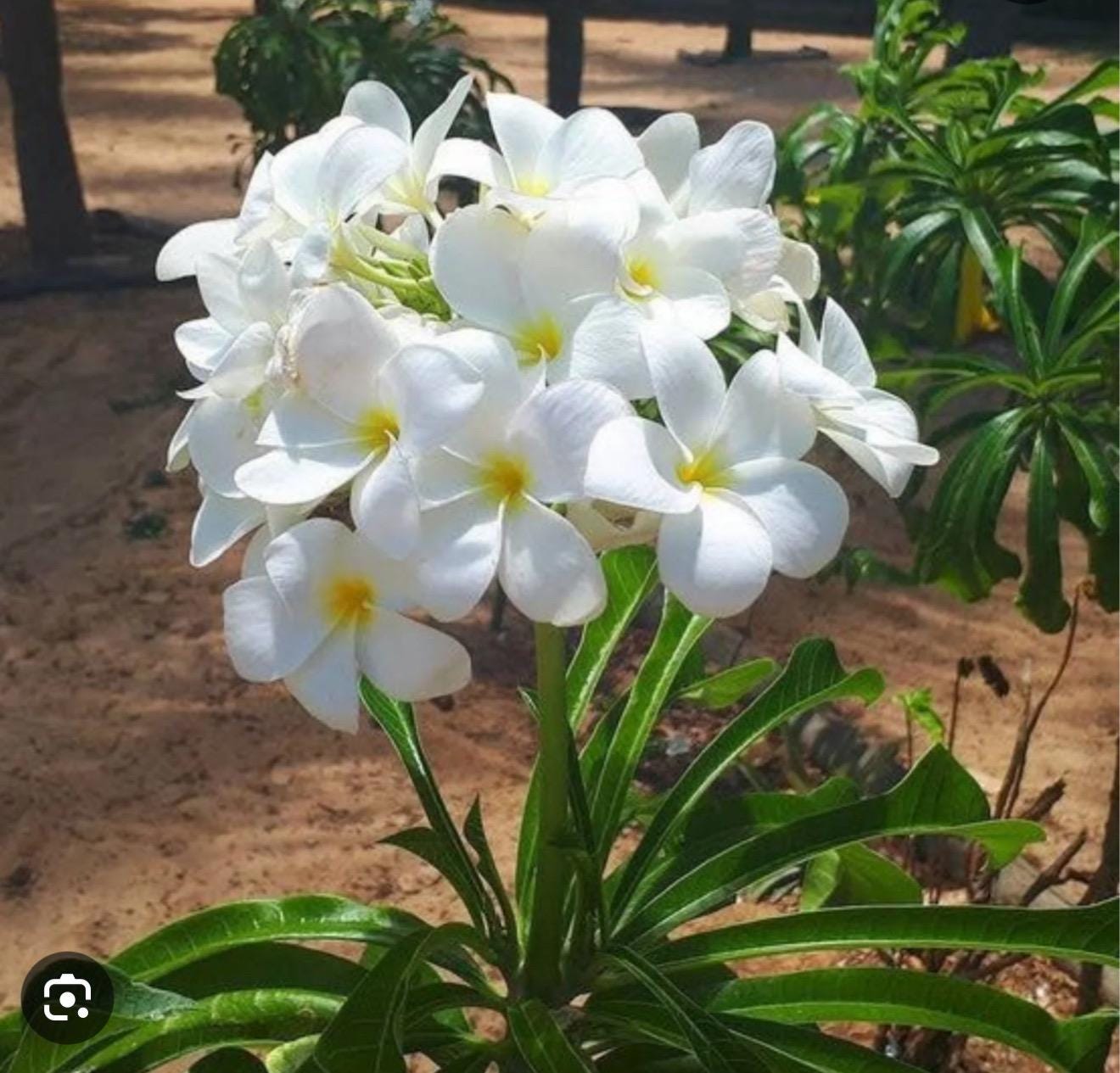 2 Cuttings Bridal Bouquet Plumeria Pudica – Frangipani, White, 6-8 Inches, Tropical USA
