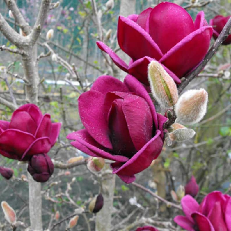 May include: Close-up of a flowering tree branch with several deep magenta magnolia blossoms. The petals are velvety and open, revealing the flower's interior. The buds are a light tan color. The background shows bare branches and a hint of greenery.