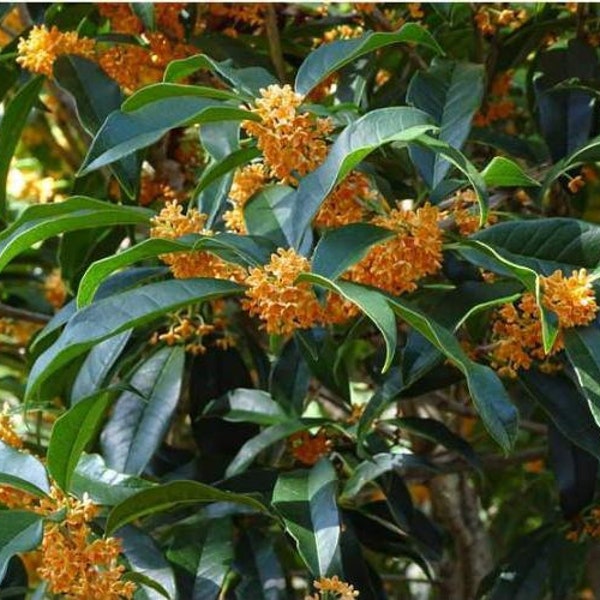 APRICOT ECHO Fragrant Tea Sweet Olive Osmanthus fragran Rooted Starter Plant~~Absolutely Delightful Fragrance!