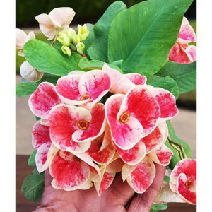May include: Close-up of a cluster of vibrant flowers with red and white petals, featuring a yellow center. The flowers are surrounded by green leaves and held in a hand. The image showcases a natural floral arrangement.