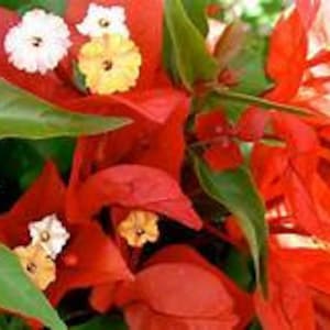 May include: Close-up of red bougainvillea flowers with white and yellow centers. The flowers are in bloom and have a vibrant color.
