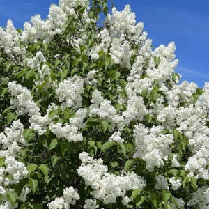 Madame Lemoine Lilac ~Syringa vulgaris ~ Small Well Rooted STARTER Plant~4-8 inches tall