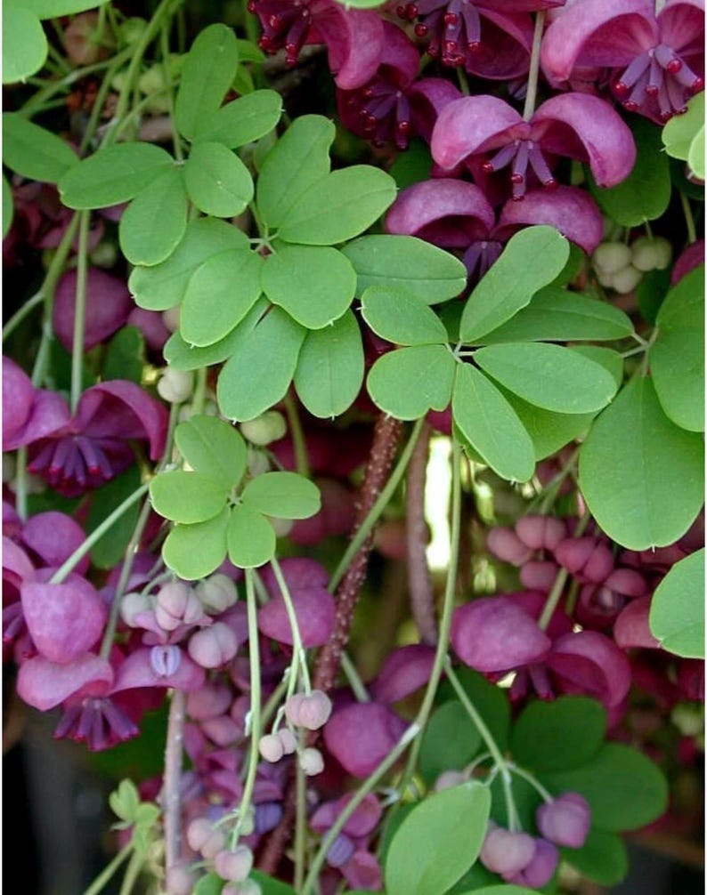 Chocolate Vine Akebia Quinata SMALL Rooted Starter Plant-edible Fruit ...
