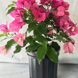 Rijnstar Pink Bougainvillea Small Well Rooted Starter Plant**Live Bougainvillea starter/plug plant*usa seller