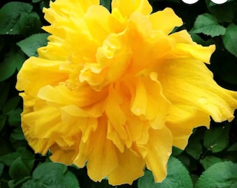 Pride of Hankins Gold -Large Double YellowBlooms-SMALL Rooted Tropical Hibiscus Starter Plant**Ships Bare Root***Very Rare!