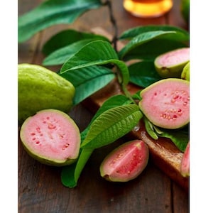 Pink Guava~ Pink Guava Plant~ Psidium guajava - Live STARTER Plant