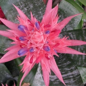 SMALL Live Aechmea Fasciata Bromeliad PlantAlso Called Silver Vase. Silver King or Urn Plant image 6