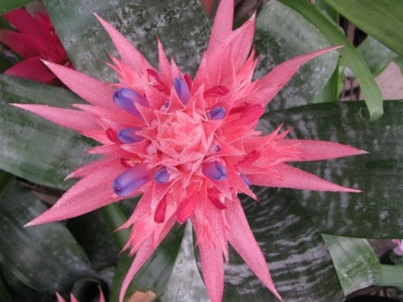 SMALL Live Aechmea Fasciata Bromeliad PlantAlso Called Silver Vase. Silver King or Urn Plant image 6