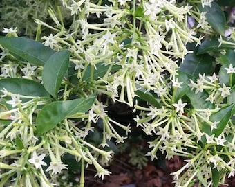 May include: Close-up of a cluster of white flowers with long, thin stems. The flowers are star-shaped and have a delicate, fragrant appearance. The flowers are growing on a green bush with leaves.