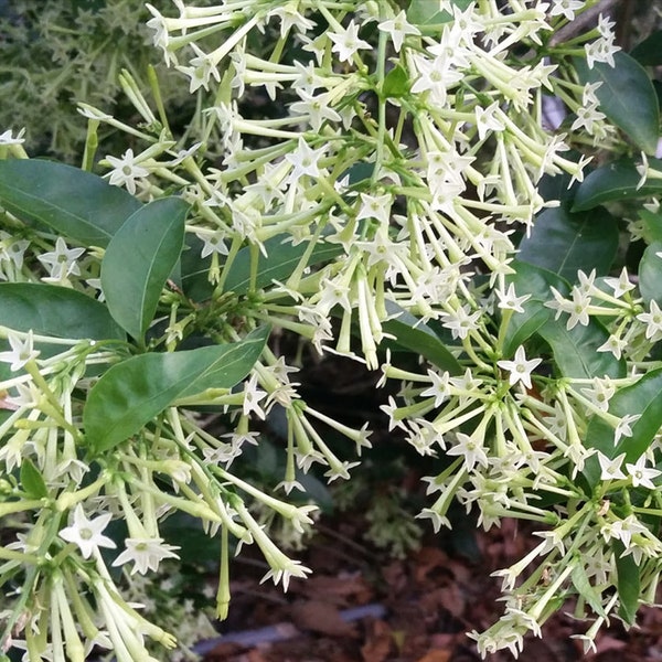 Night Blooming Jasmine~ Cestrum Nocturnum~ Live Well Rooted STARTER Plant~ Intensely Fragrant