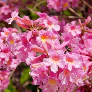 12 ”to 18” Tall “Pink Tabebuia Trumpet” Tree-Tabebuia heterophylla-Well Rooted Starter Tree! Very Rare & HTF