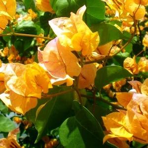 California Gold Bougainvillea Small Well Rooted Starter PlantLive Bougainvillea starter/plug plantusa seller image 1