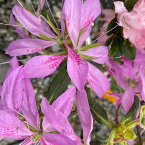 Koromo Shikibu ~~Azalea Rhododendron Small Rooted Starter Plant~~