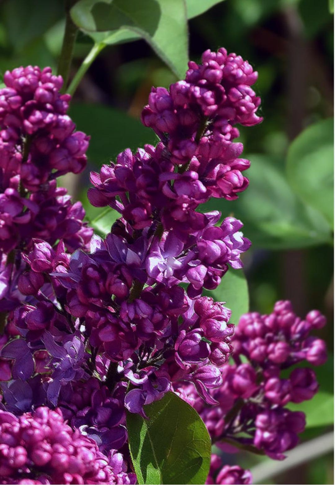 Congo Lilac ~syringa Vulgaris ~ Small Well Rooted STARTER Plant~4-8 Inches  Tall - Etsy