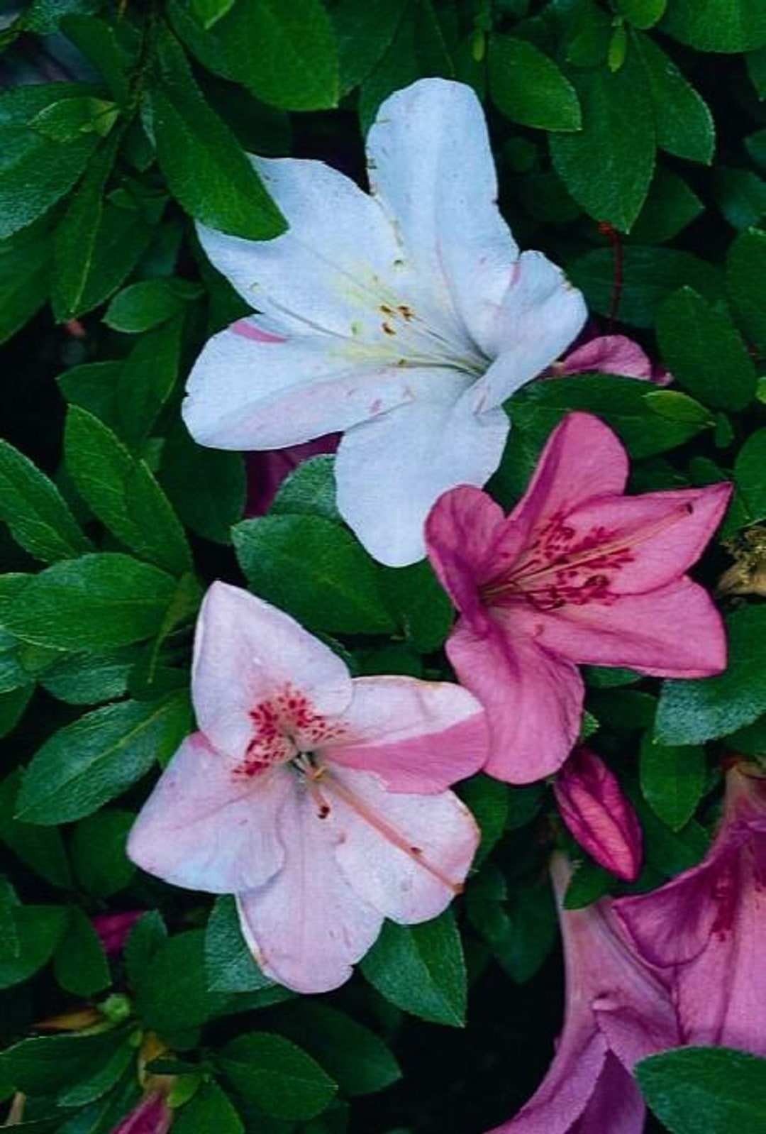 Tama No Hada~~azalea Rhododendron Deciduous Starter Plant~3 COLORS