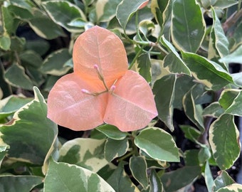 Bambino Orange/Peach Variegated Bougainvillea Small Well Rooted Starter Plant**