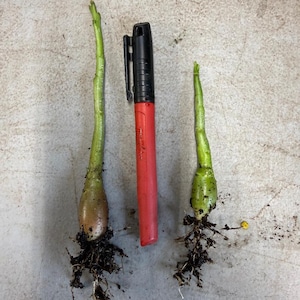 May include: Two small green plant bulbs with roots are displayed next to a red and black marker. The bulbs have a light green stem and a bulbous base. The marker is red with a black cap. The background is a light gray surface.