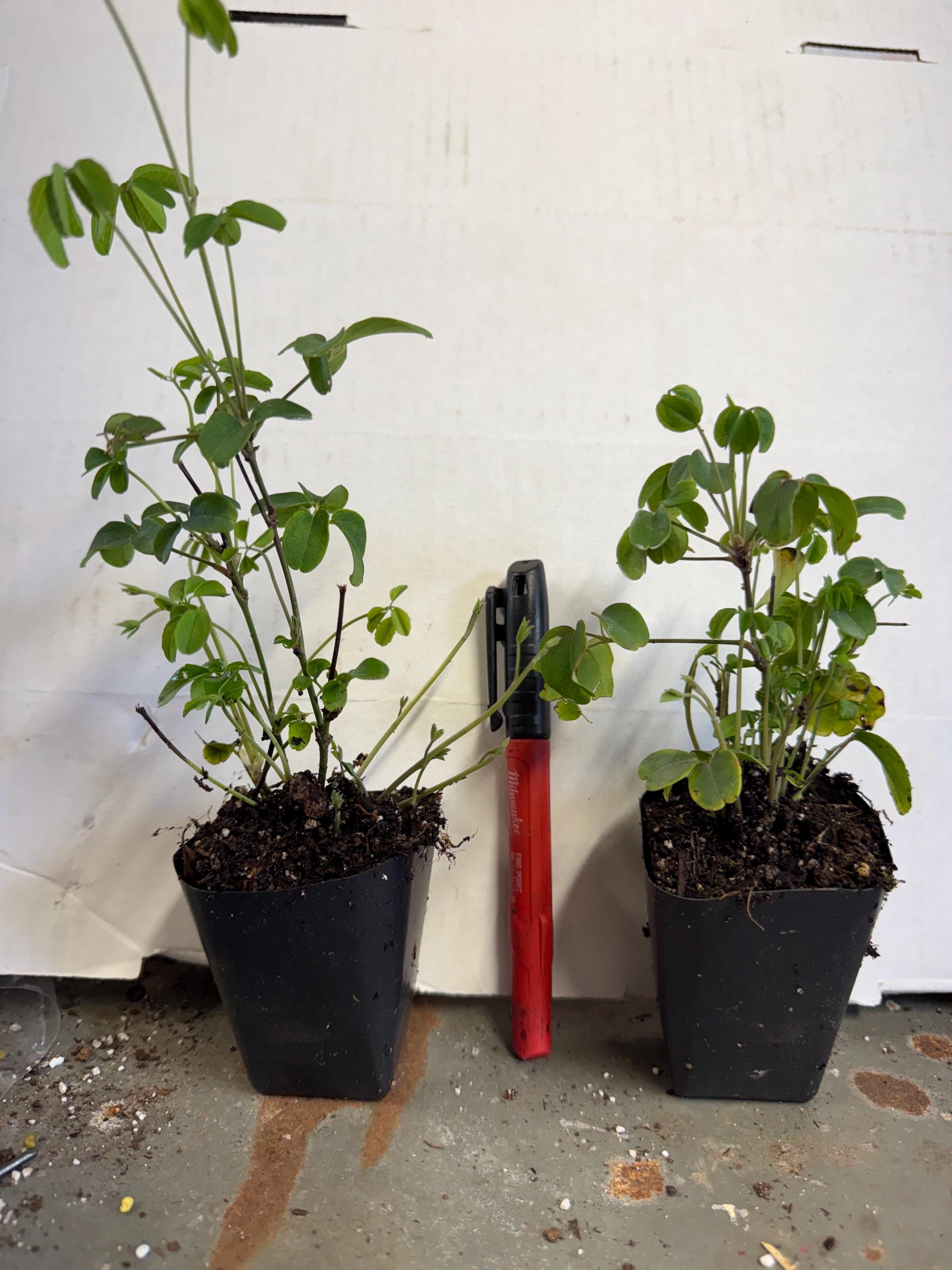 Chocolate Vine Akebia Quinata SMALL Rooted Starter Plant-edible Fruit ...