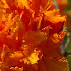 TOM DODD JR~~Aromi Deciduous Azalea Rhododendron~~Well Rooted Starter Plant~~Please Read All Info & See All Pics!