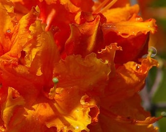 TOM DODD~~Aromi Deciduous Azalea Rhododendron~~Well Rooted SMALL Starter Plant~~Please Read All Info & See All Pics!