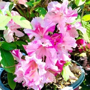 Encore Autumn Twist~~Azalea Rhododendron Small Rooted Starter Plant~~