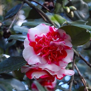 GIGANTEA**Unique Blooms**Camellia Japonica-Live Starter Plant