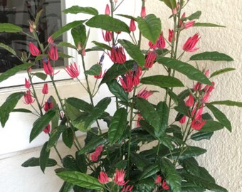 Brazilian Candles AKA Many Flowers Tropical Pavonia Plant**Small Rooted Starter Plant~~Very Rare! Humming Bird & Butterfly Heaven!