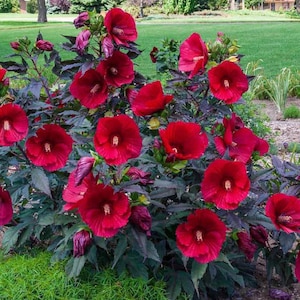 May include: A close-up of a bush with dark green leaves and large, vibrant red hibiscus flowers in full bloom.