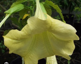 Sunray ~~Angels Trumpet Brugmansia Tropical Plant~~Well Rooted STARTER Plant