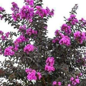 Lavender Skies Thunderstruck~Crepe Crape Myrtle Starter Lagerstroemia Rooted "STARTER" Plant~Gorgeous Purple Blooms with Jet Black Foliage!