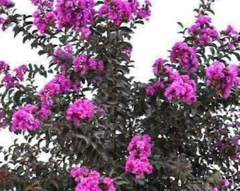 Lavender Skies Thunderstruck~Crepe Crape Myrtle Starter Lagerstroemia Rooted "STARTER" Plant~Gorgeous Purple Blooms with Jet Black Foliage!