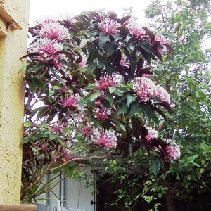 Shooting Star Tree AKA Starburst Tree  ~~ Clerodendrum Quadriloculare  Small Rooted Starter Plant